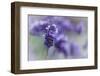 Lavender in the Backyard, Keizer, Oregon, USA-Rick A Brown-Framed Photographic Print