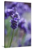 Lavender in the Backyard, Keizer, Oregon, USA-Rick A Brown-Stretched Canvas