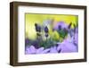 Lavender in the Flower Field-Heidi Westum-Framed Photographic Print