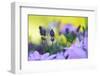 Lavender in the Flower Field-Heidi Westum-Framed Photographic Print