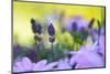 Lavender in the Flower Field-Heidi Westum-Mounted Photographic Print