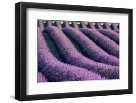 Lavender lines in a field, Plateau de Valensole, Provence, France-Francesco Fanti-Framed Photographic Print