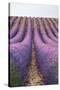 Lavender lines, lavender field, Plateau de Valensole, Provence, France-Francesco Fanti-Stretched Canvas