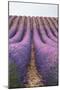 Lavender lines, lavender field, Plateau de Valensole, Provence, France-Francesco Fanti-Mounted Photographic Print