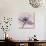 Lavender Love-Albert Koetsier-Photographic Print displayed on a wall