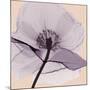 Lavender Love-Albert Koetsier-Mounted Photographic Print