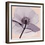 Lavender Love-Albert Koetsier-Framed Photographic Print