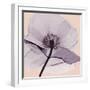 Lavender Love-Albert Koetsier-Framed Photographic Print