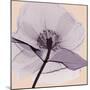 Lavender Love-Albert Koetsier-Mounted Photographic Print