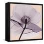 Lavender Love-Albert Koetsier-Framed Stretched Canvas