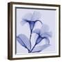 Lavender Lust-Albert Koetsier-Framed Photographic Print