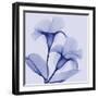 Lavender Lust-Albert Koetsier-Framed Photographic Print