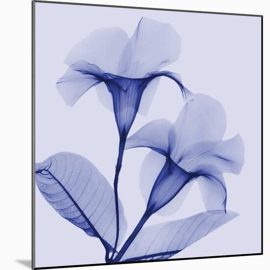 Lavender Lust-Albert Koetsier-Mounted Photographic Print