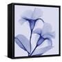 Lavender Lust-Albert Koetsier-Framed Stretched Canvas