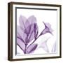 Lavender Mandelilla-Albert Koetsier-Framed Art Print