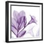 Lavender Mandelilla-Albert Koetsier-Framed Art Print