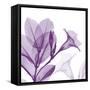 Lavender Mandelilla-Albert Koetsier-Framed Stretched Canvas