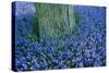 Lavender, Muscari Botryoides, Growing around a Tree in the Keukenhof Flower Park., 2001 (Photo)-Sisse Brimberg-Stretched Canvas