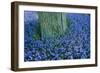 Lavender, Muscari Botryoides, Growing around a Tree in the Keukenhof Flower Park., 2001 (Photo)-Sisse Brimberg-Framed Giclee Print