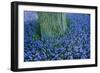 Lavender, Muscari Botryoides, Growing around a Tree in the Keukenhof Flower Park., 2001 (Photo)-Sisse Brimberg-Framed Giclee Print