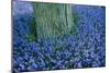 Lavender, Muscari Botryoides, Growing around a Tree in the Keukenhof Flower Park., 2001 (Photo)-Sisse Brimberg-Mounted Giclee Print