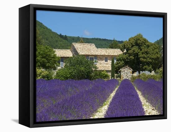Lavender Near Banon, Provence, Provence-Alpes-Cote D'Azur, France-Katja Kreder-Framed Stretched Canvas