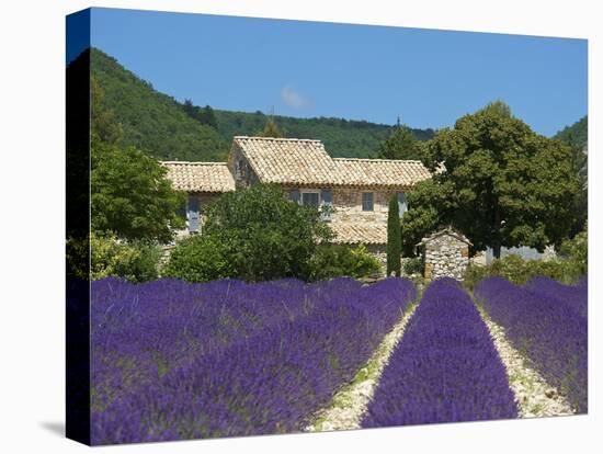 Lavender Near Banon, Provence, Provence-Alpes-Cote D'Azur, France-Katja Kreder-Stretched Canvas