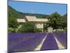 Lavender Near Banon, Provence, Provence-Alpes-Cote D'Azur, France-Katja Kreder-Mounted Premium Photographic Print