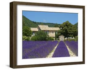 Lavender Near Banon, Provence, Provence-Alpes-Cote D'Azur, France-Katja Kreder-Framed Photographic Print