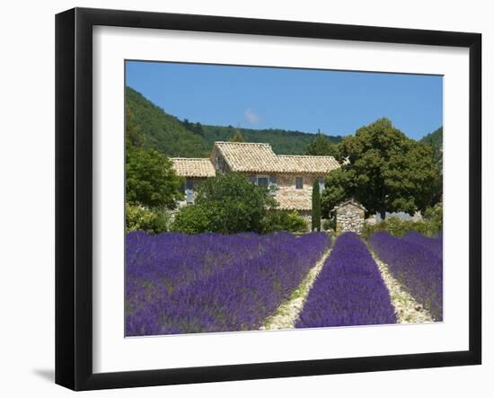 Lavender Near Banon, Provence, Provence-Alpes-Cote D'Azur, France-Katja Kreder-Framed Photographic Print