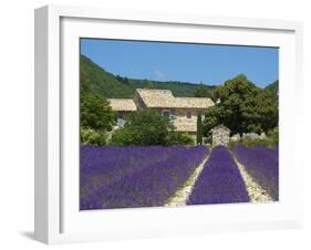 Lavender Near Banon, Provence, Provence-Alpes-Cote D'Azur, France-Katja Kreder-Framed Photographic Print