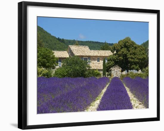 Lavender Near Banon, Provence, Provence-Alpes-Cote D'Azur, France-Katja Kreder-Framed Photographic Print