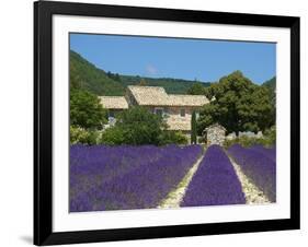 Lavender Near Banon, Provence, Provence-Alpes-Cote D'Azur, France-Katja Kreder-Framed Photographic Print