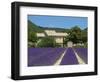 Lavender Near Banon, Provence, Provence-Alpes-Cote D'Azur, France-Katja Kreder-Framed Photographic Print