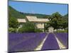 Lavender Near Banon, Provence, Provence-Alpes-Cote D'Azur, France-Katja Kreder-Mounted Photographic Print