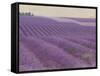 Lavender on Linen 1-Bret Staehling-Framed Stretched Canvas