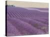 Lavender on Linen 1-Bret Staehling-Stretched Canvas