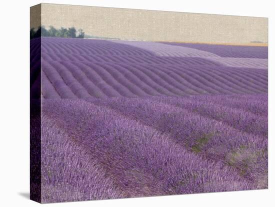 Lavender on Linen 1-Bret Staehling-Stretched Canvas