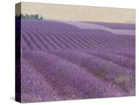 Lavender on Linen 1-Bret Staehling-Stretched Canvas