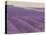 Lavender on Linen 1-Bret Staehling-Stretched Canvas