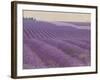 Lavender on Linen 1-Bret Staehling-Framed Art Print