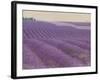 Lavender on Linen 1-Bret Staehling-Framed Art Print