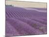 Lavender on Linen 1-Bret Staehling-Mounted Art Print