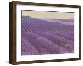 Lavender on Linen 1-Bret Staehling-Framed Art Print
