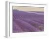 Lavender on Linen 1-Bret Staehling-Framed Art Print