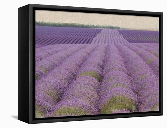 Lavender on Linen 2-Bret Staehling-Framed Stretched Canvas