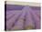 Lavender on Linen 2-Bret Staehling-Stretched Canvas