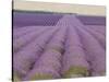 Lavender on Linen 2-Bret Staehling-Stretched Canvas