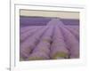 Lavender on Linen 2-Bret Staehling-Framed Art Print