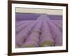 Lavender on Linen 2-Bret Staehling-Framed Art Print